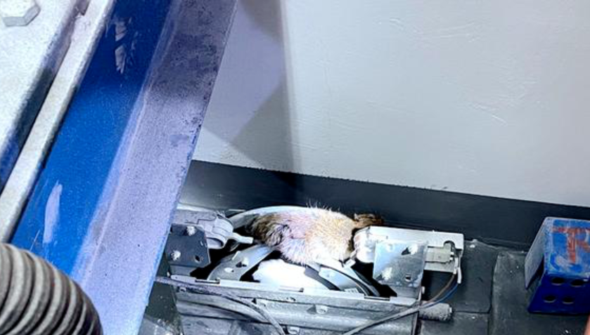 老鼠逼停电梯电梯运行安全细节很关键